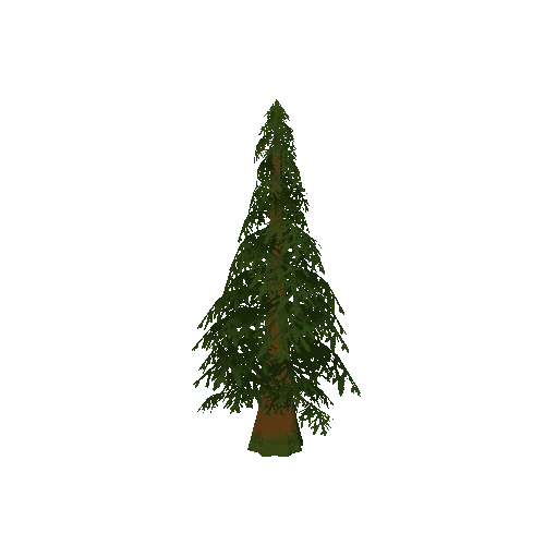 Pine_tree3