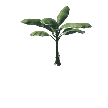 banana_plant