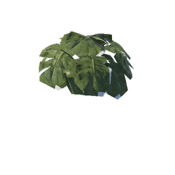 tropical_plant