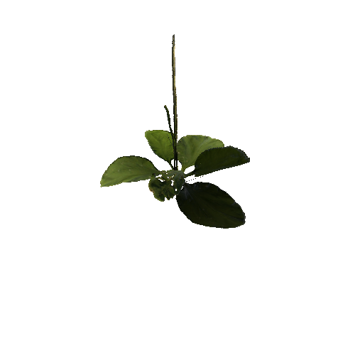 prefab_SM_ground_foliage_04_0