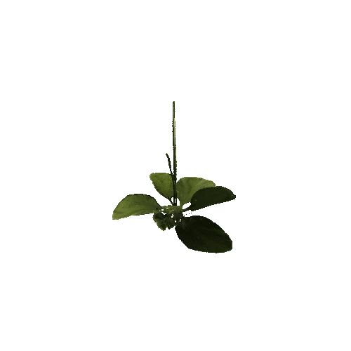 prefab_SM_ground_foliage_04_0