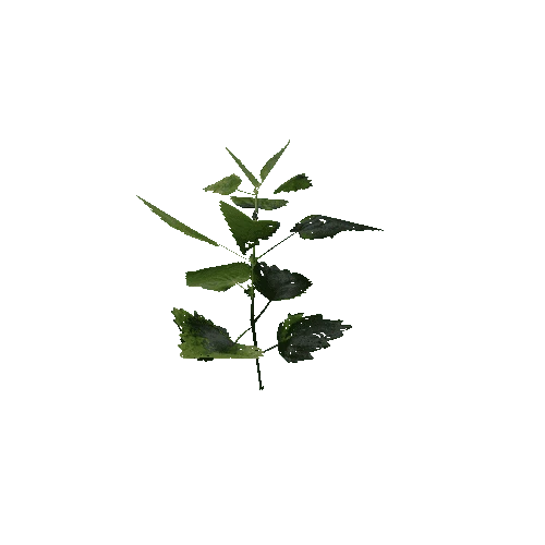 prefab_SM_nettle_01_1