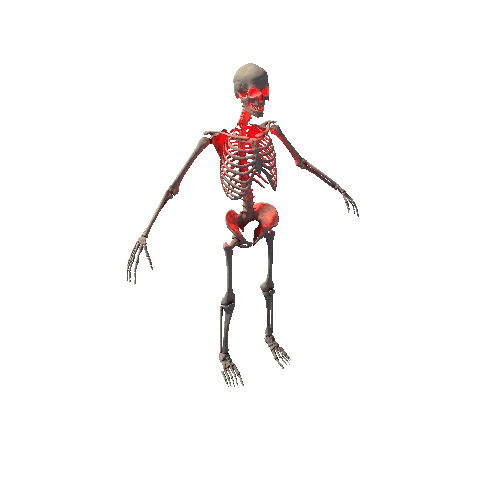 Skeleton_05