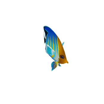 ButterFlyFish_05