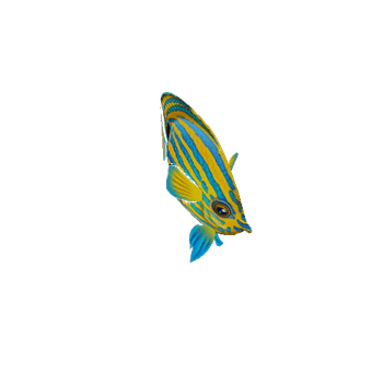 ButterFlyFish_07