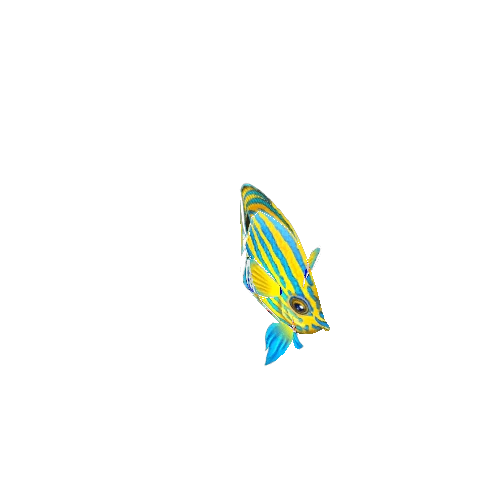 ButterFlyFish_07