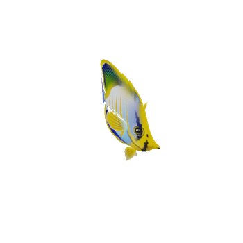 ButterFlyFish_08