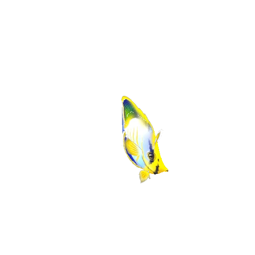 ButterFlyFish_08