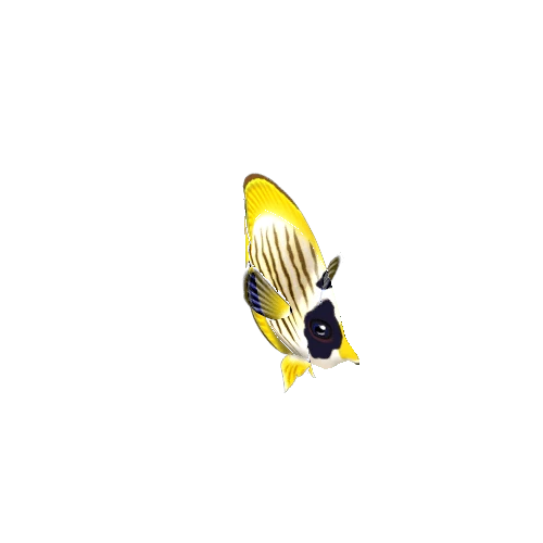 ButterFlyFish_09