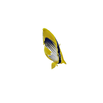 ButterFlyFish_12