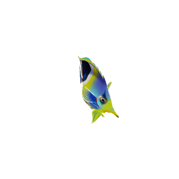 ButterFlyFish_13