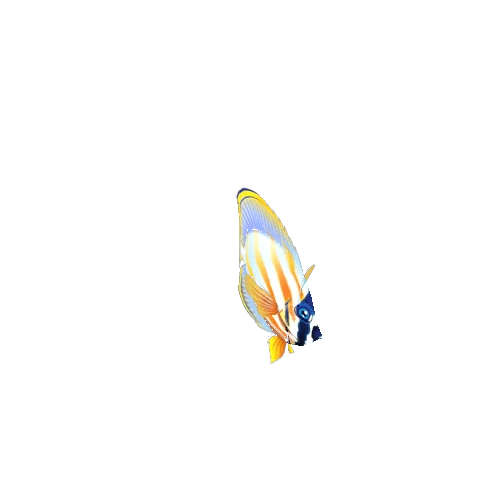 ButterFlyFish_14