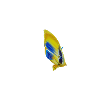 ButterFlyFish_15