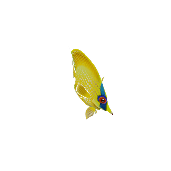 ButterFlyFish_16