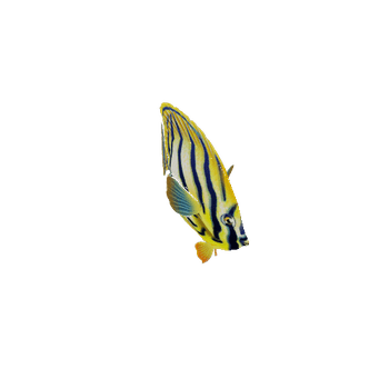 ButterFlyFish_17