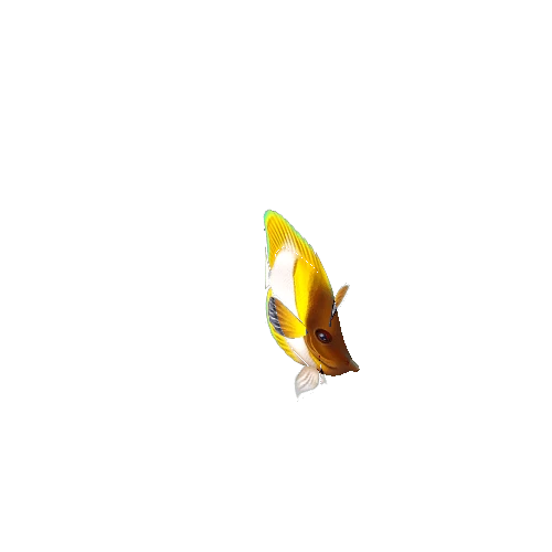 ButterFlyFish_18