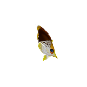 ButterFlyFish_19