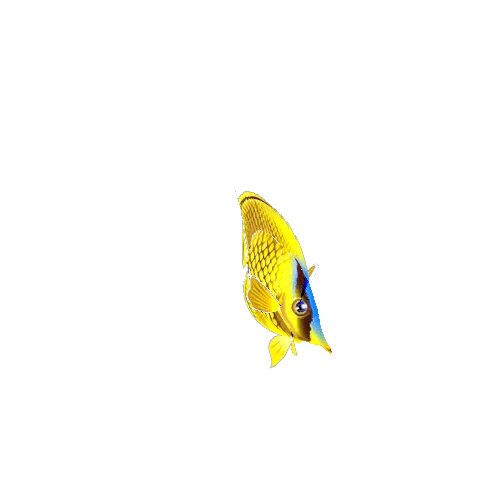 ButterFlyFish_20