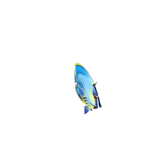 ButterFlyFish_21