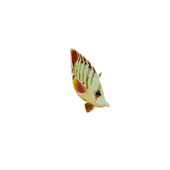 ButterFlyFish_22