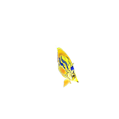 ButterFlyFish_23