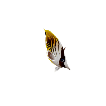 ButterflyFish_01