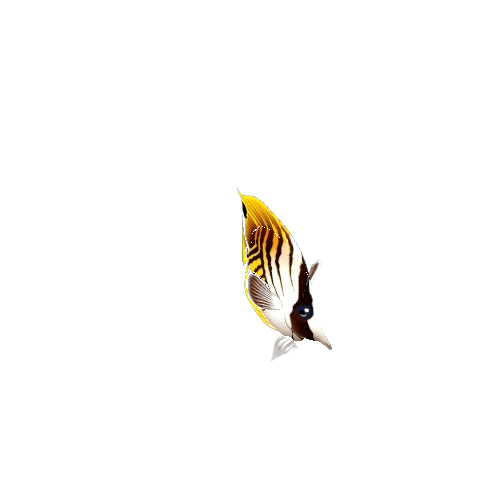 ButterflyFish_01
