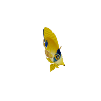 ButterflyFish_02