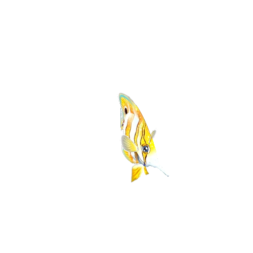 ButterflyFish_03