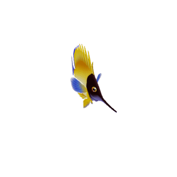 ButterflyFish_04