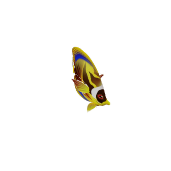 ButterflyFish_24