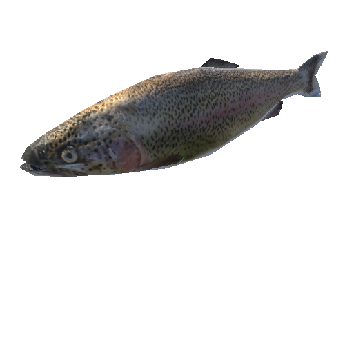 Product_fish02