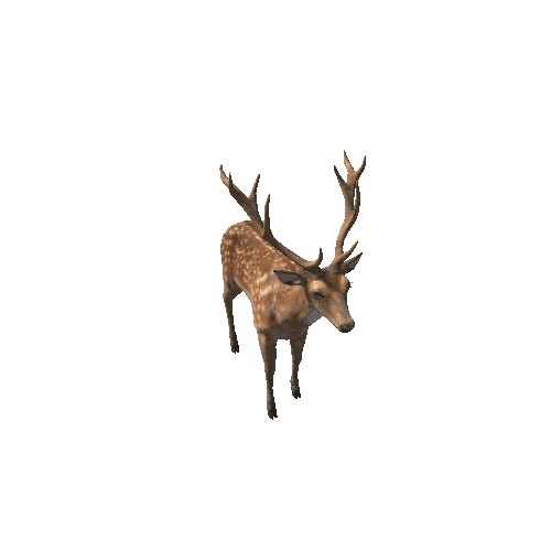 Deer_stag_IP