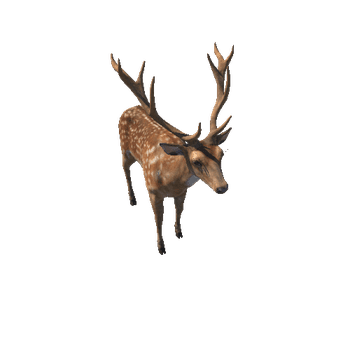 Deer_stag_RM
