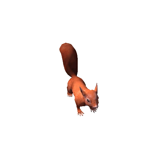 Squirrel