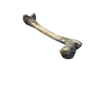 Bone01