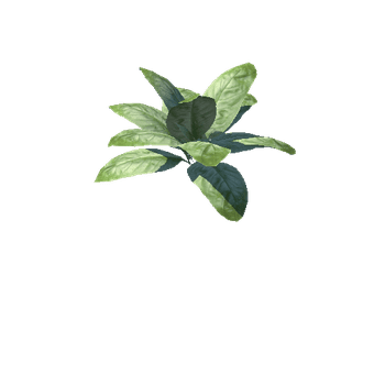 Plant_01