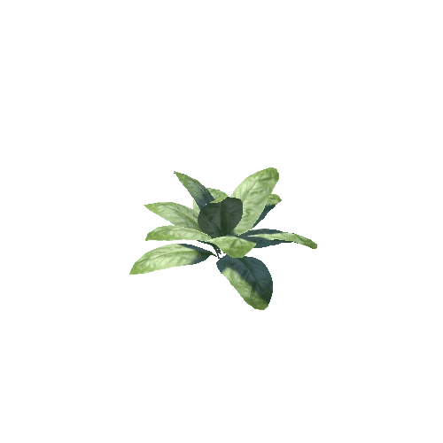 Plant_01