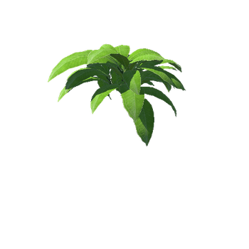 Plant_03