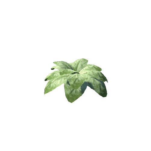 Plant_04