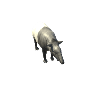 TapirLowPoly