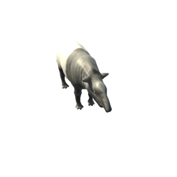 TapirMiddlePoly