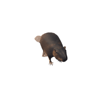 BeaverMiddlePoly