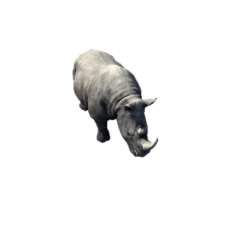 Rhino2_RM_LP