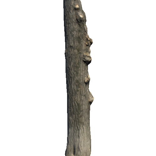 TreeTrunk