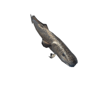 burbot