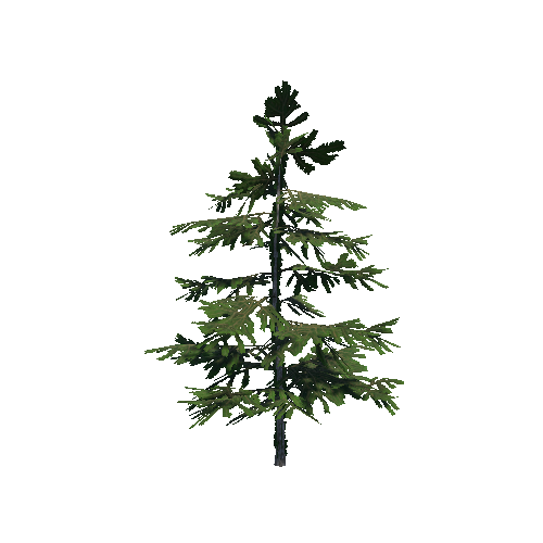 Fir_01_Plant