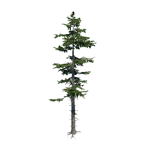 Fir_06_Forest