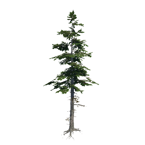 Fir_07_Forest