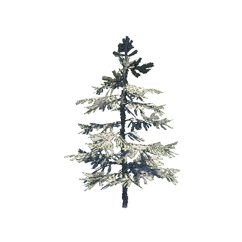 VS_Snow_Fir_01_Plant